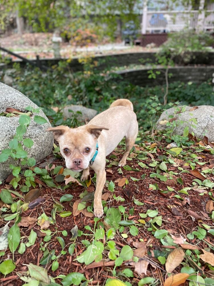 Butterscotch, an adoptable Pug in Rathdrum, ID, 83858 | Photo Image 3