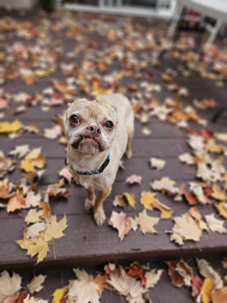 Butterscotch, an adoptable Pug in Rathdrum, ID, 83858 | Photo Image 4