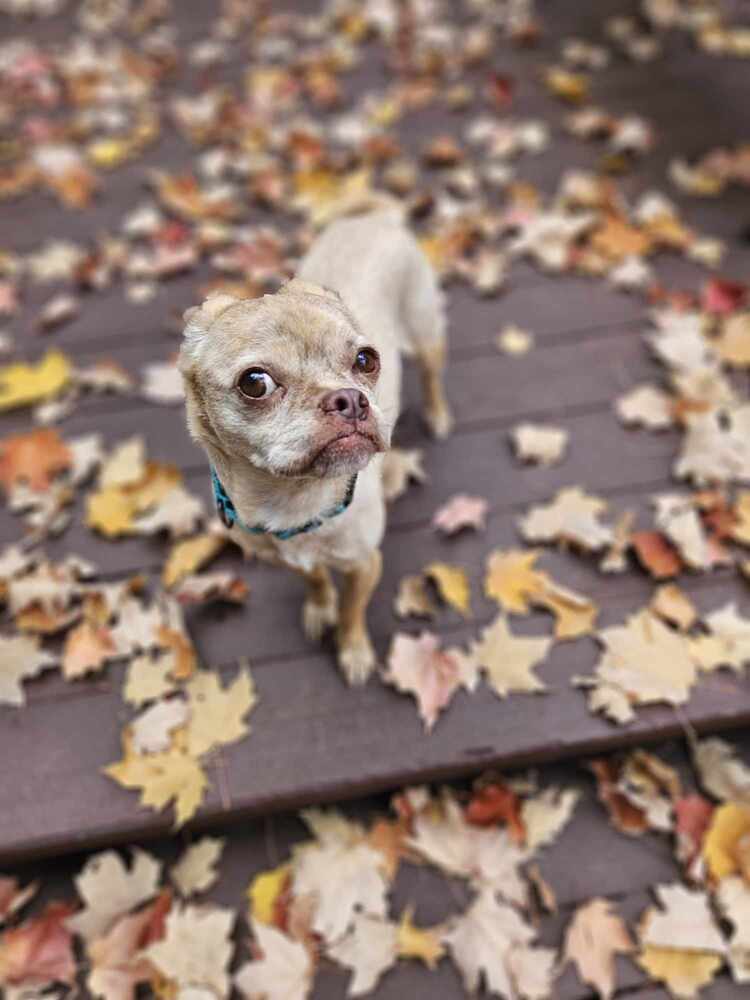 Butterscotch, an adoptable Pug in Rathdrum, ID, 83858 | Photo Image 6