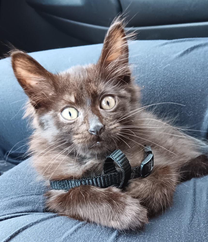 Wolverine, an adoptable Burmese, Domestic Medium Hair in Ocala, FL, 34475 | Photo Image 1