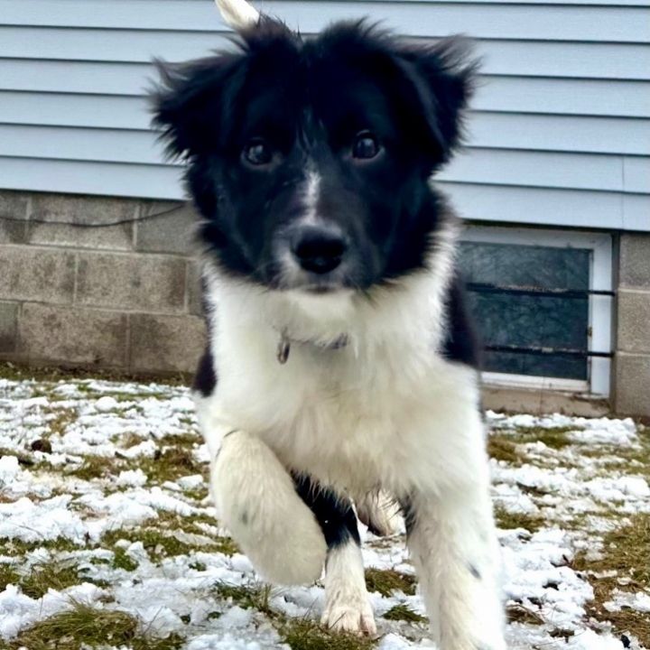 Mari, an adopted Border Collie Mix in Rochester, NY_image-3