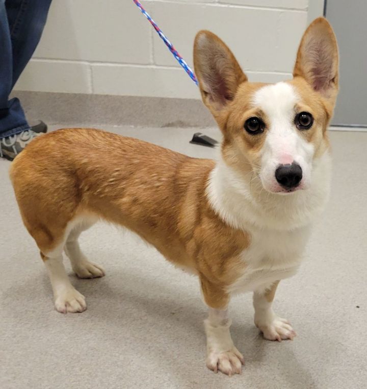 Petfinder corgi store