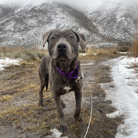Baloo, an adoptable Mixed Breed in Hailey, ID, 83333 | Photo Image 3