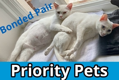 Alaska `A PRIORITY PET`, an adoptable Domestic Short Hair in Columbia, SC, 29211 | Photo Image 1