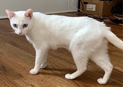 Alaska `A PRIORITY PET`, an adoptable Domestic Short Hair in Columbia, SC, 29211 | Photo Image 2