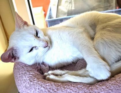 Alaska `A PRIORITY PET`, an adoptable Domestic Short Hair in Columbia, SC, 29211 | Photo Image 3