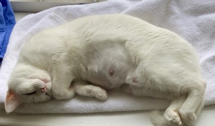 Arctic `A PRIORITY PET`, an adoptable Domestic Short Hair in Columbia, SC, 29211 | Photo Image 2