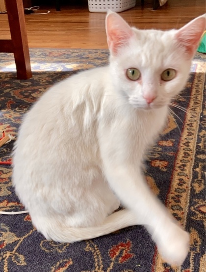 Arctic `A PRIORITY PET`, an adoptable Domestic Short Hair in Columbia, SC, 29211 | Photo Image 3