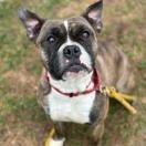 Gianna, an adoptable Boxer, Pit Bull Terrier in Duluth, MN, 55803 | Photo Image 3