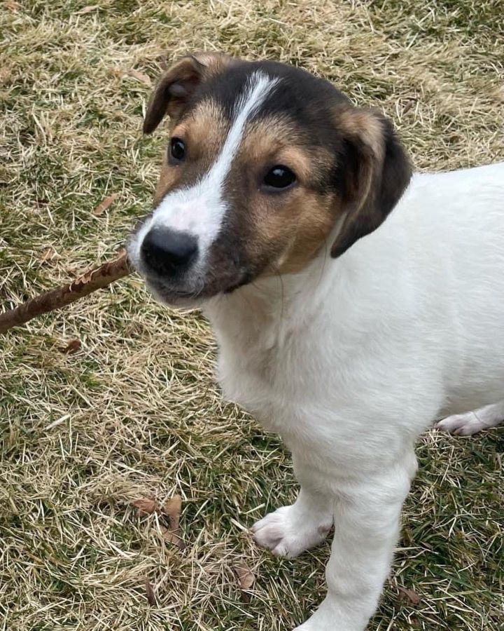 Dog for adoption - Dove, a Border Collie & Hound Mix in Glenmoore, PA ...
