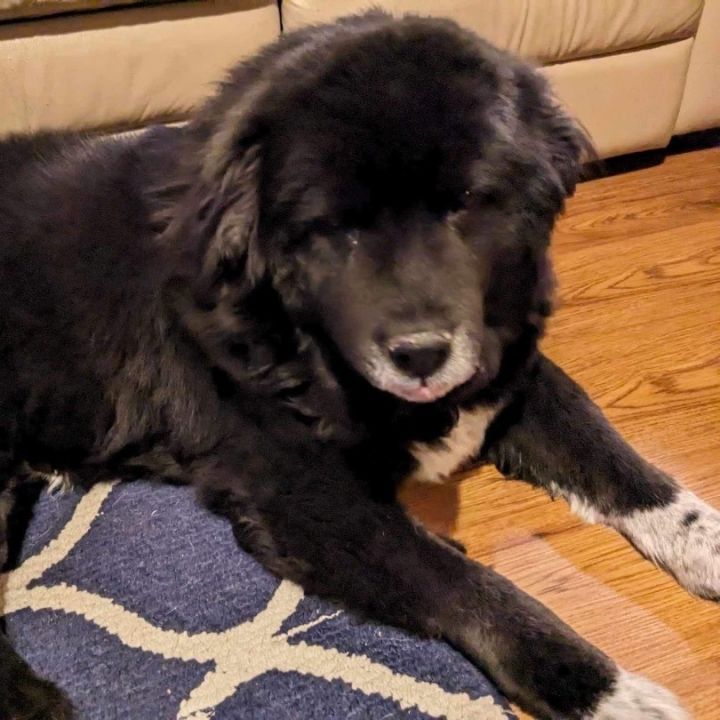 Petfinder newfoundland hot sale