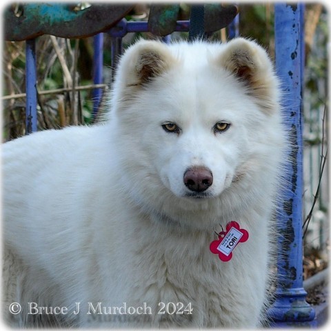 Tori, an adoptable Samoyed in Wake Forest, NC, 27587 | Photo Image 1