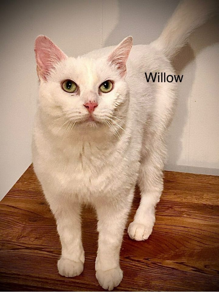 Willow 2