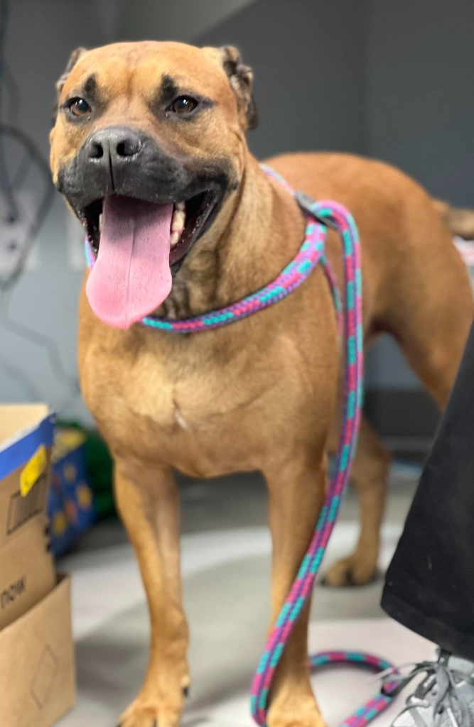 Gunner, an adoptable Labrador Retriever, Pit Bull Terrier in New Bern, NC, 28563 | Photo Image 1