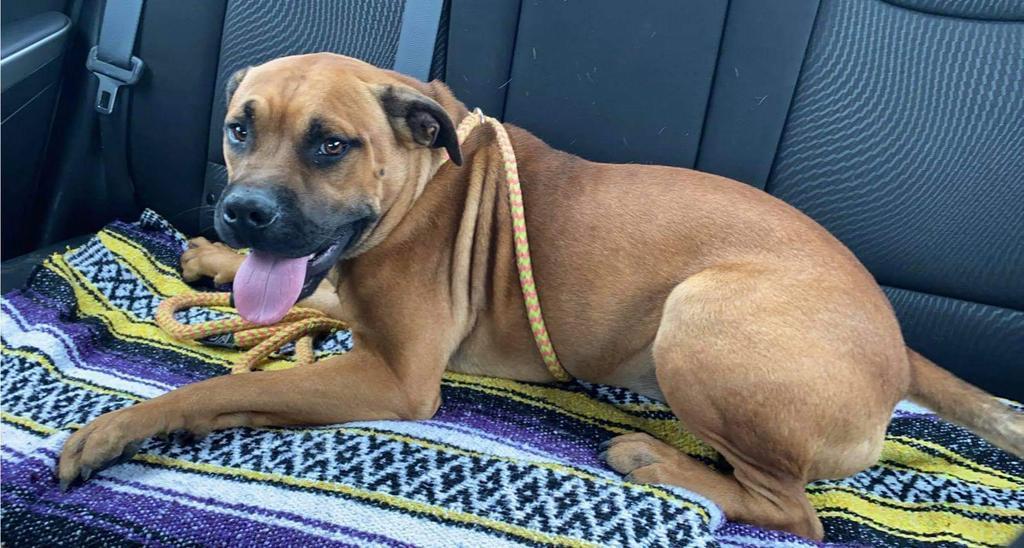Gunner, an adoptable Labrador Retriever, Pit Bull Terrier in New Bern, NC, 28563 | Photo Image 2