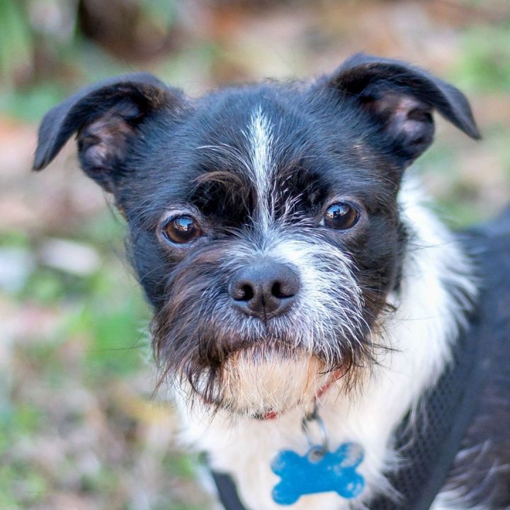 Boston terrier and maltese hot sale mix