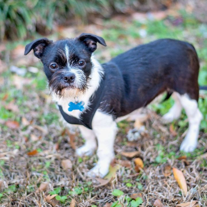 Maltese deals boston terrier