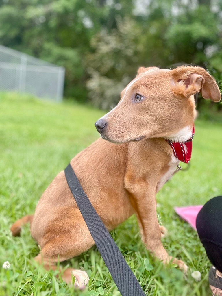 Splinter, an adoptable Labrador Retriever in Saint Francisville, LA, 70775 | Photo Image 1