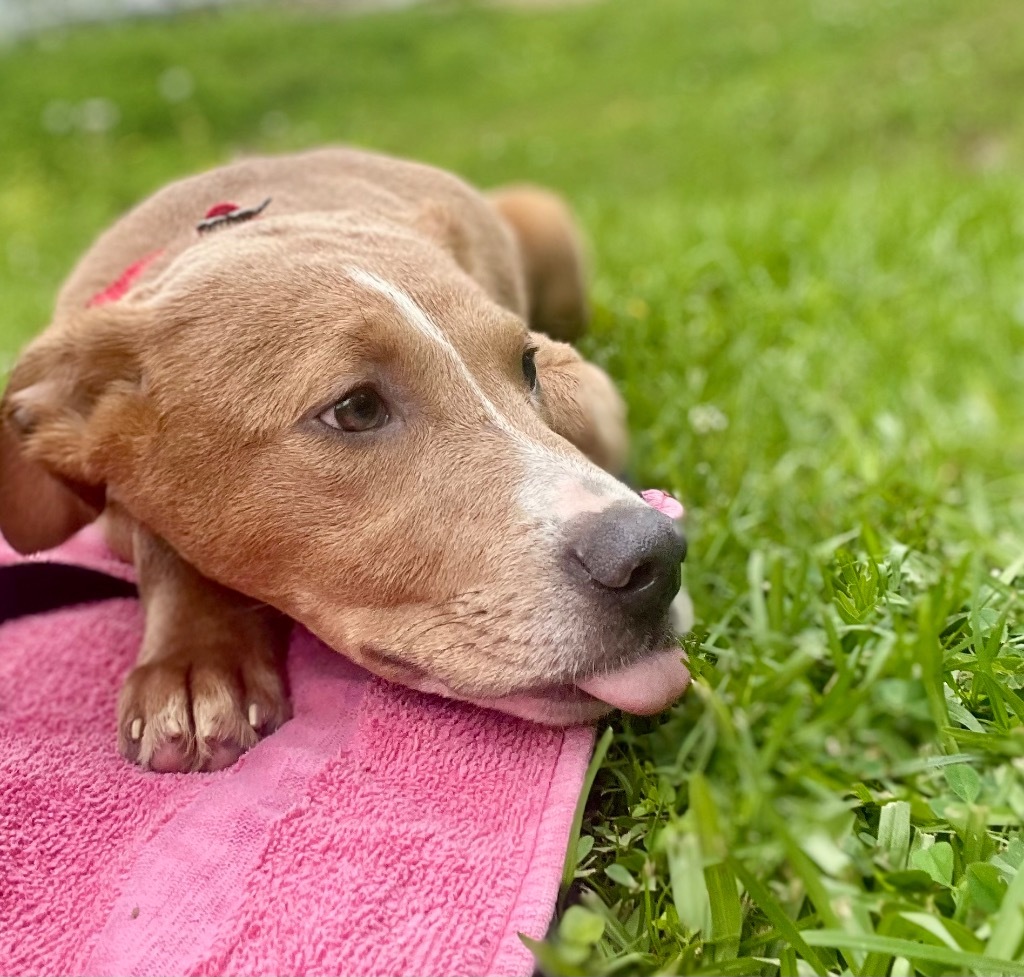 Splinter, an adoptable Labrador Retriever in Saint Francisville, LA, 70775 | Photo Image 4