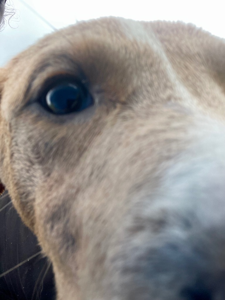 Splinter, an adoptable Labrador Retriever in Saint Francisville, LA, 70775 | Photo Image 6