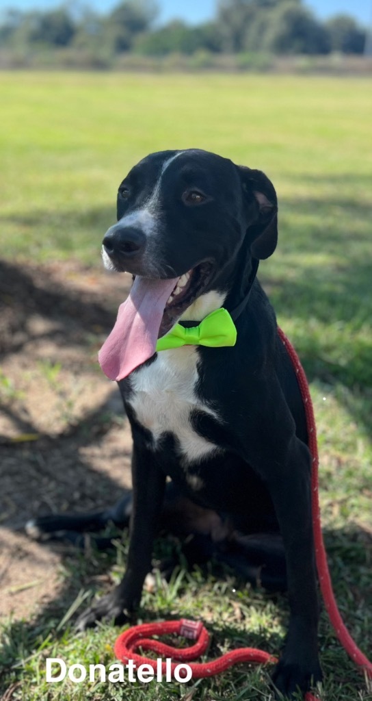 Donatello, an adoptable Labrador Retriever in Saint Francisville, LA, 70775 | Photo Image 1