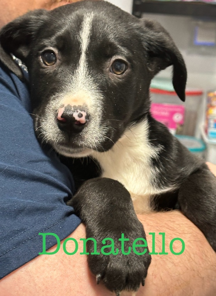 Donatello