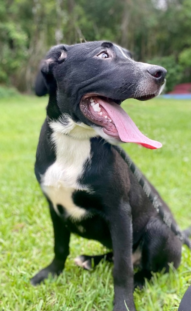 Donatello, an adoptable Labrador Retriever in Saint Francisville, LA, 70775 | Photo Image 3