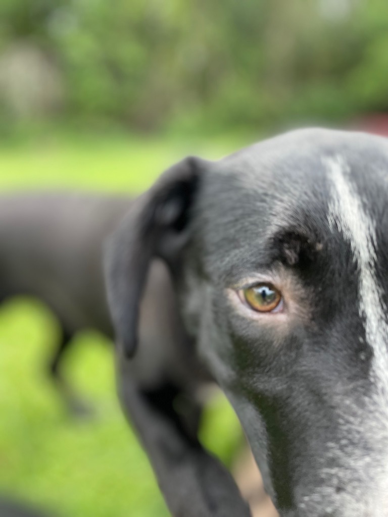 Donatello, an adoptable Labrador Retriever in Saint Francisville, LA, 70775 | Photo Image 4