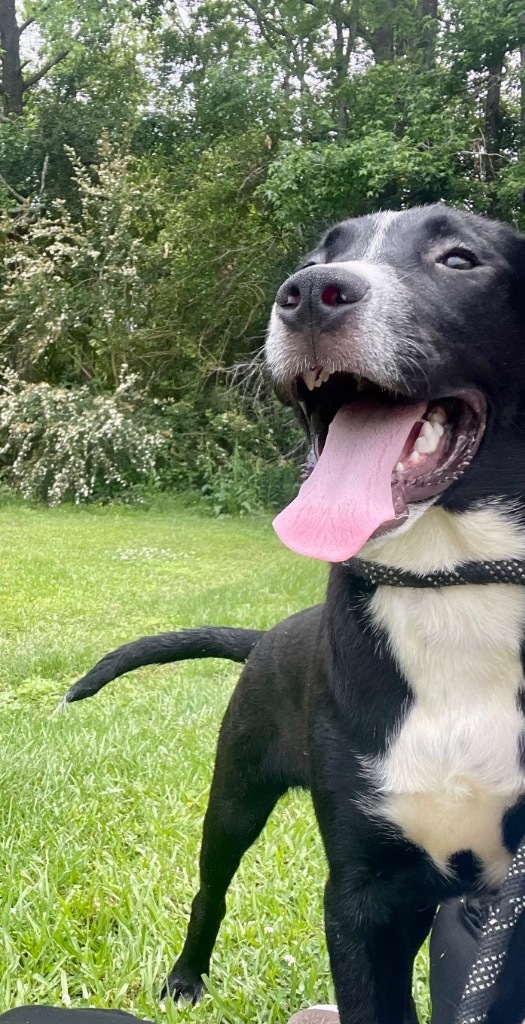 Donatello, an adoptable Labrador Retriever in Saint Francisville, LA, 70775 | Photo Image 6