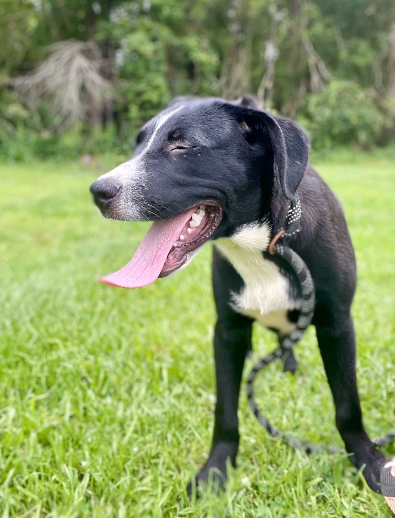 Donatello, an adoptable Labrador Retriever in Saint Francisville, LA, 70775 | Photo Image 6