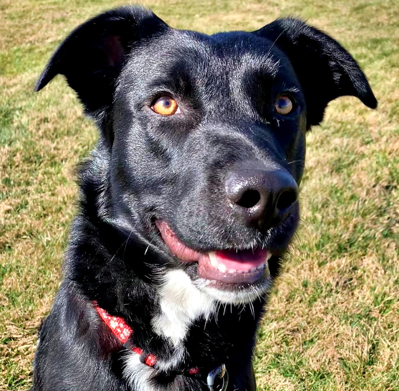 Dog for adoption - Junior (Adoption Sponsored), a Border Collie Mix in ...