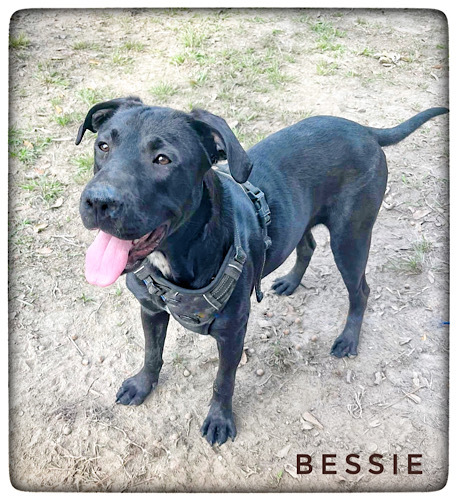 Bessie #6