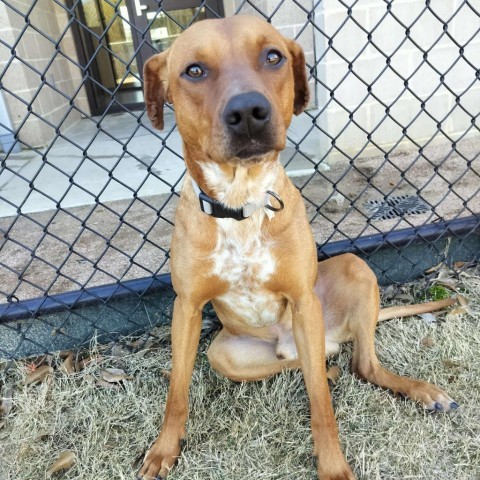 Dog for adoption Ren a Cattle Dog Black Mouth Cur Mix in