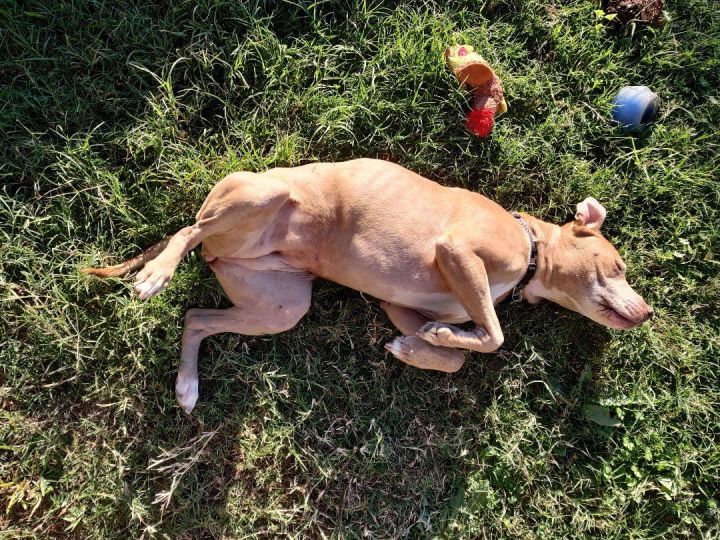Sia, an adoptable Bull Terrier Mix in Austin, TX_image-4