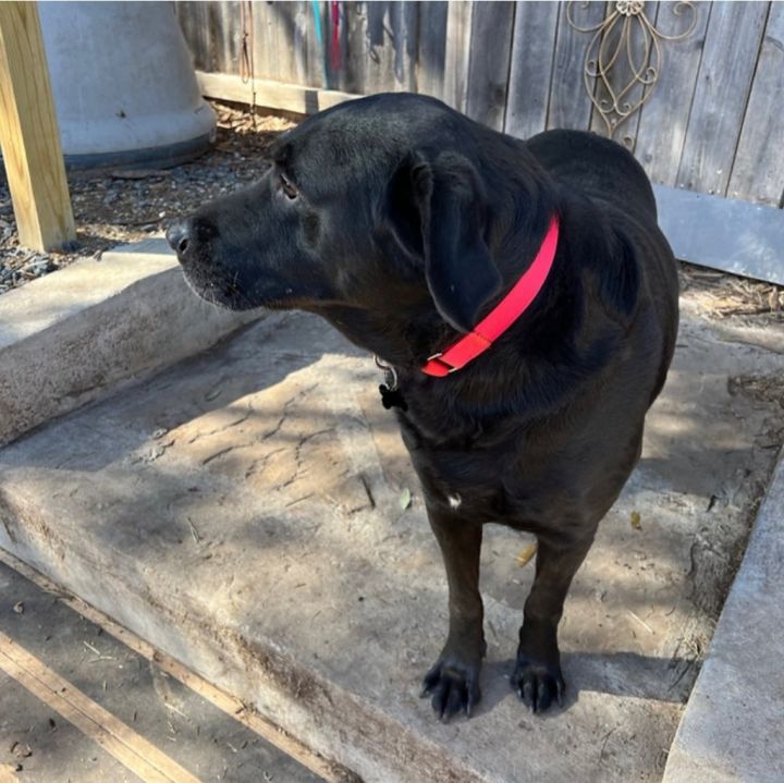 Angus, an adoptable Black Labrador Retriever Mix in Halethorpe, MD_image-2