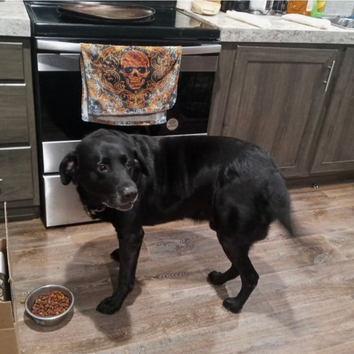 Angus, an adoptable Black Labrador Retriever Mix in Halethorpe, MD_image-5