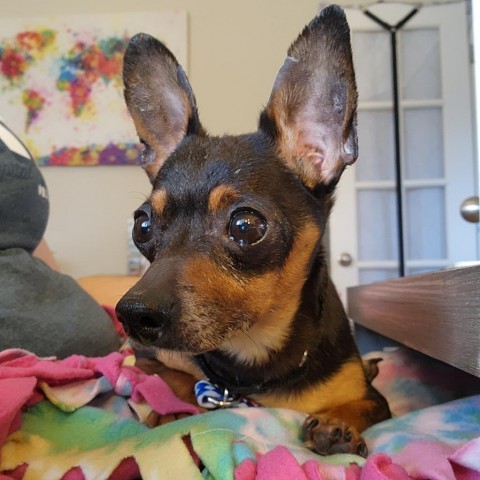 Mortimer, an adoptable Chihuahua & Terrier Mix in Austin, TX_image-3