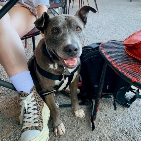 Yorick, an adoptable Pit Bull Terrier in Austin, TX_image-1
