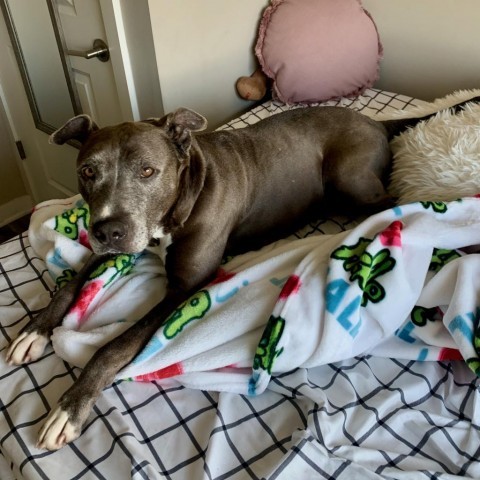 Yorick, an adoptable Pit Bull Terrier in Austin, TX_image-4