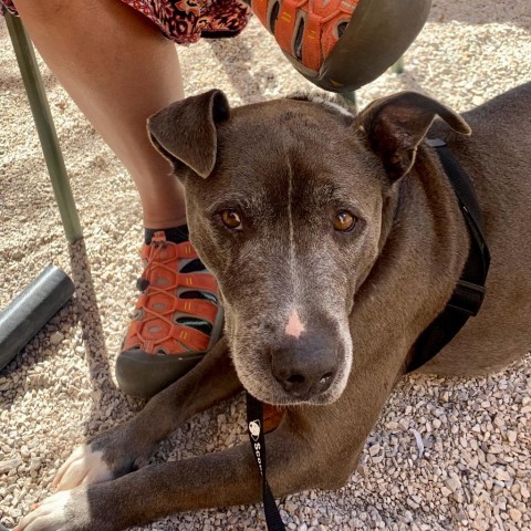 Yorick, an adoptable Pit Bull Terrier in Austin, TX_image-5