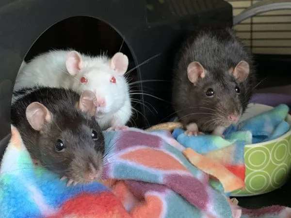 Mama Luigi, Peach & Daisy, an adoptable Rat in Woonsocket, RI_image-1