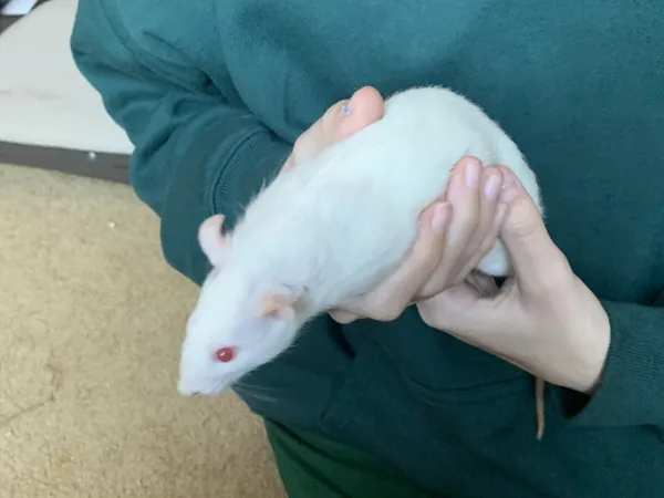 Mama Luigi, Peach & Daisy, an adoptable Rat in Woonsocket, RI_image-3