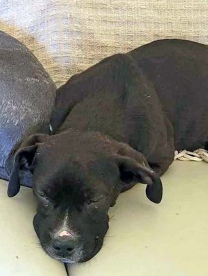 Riley, an adopted Pit Bull Terrier Mix in Santa Paula, CA_image-1