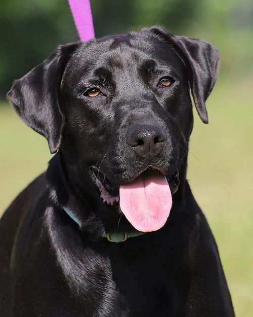 Jessie, an adoptable Labrador Retriever Mix in North Fort Myers, FL_image-1