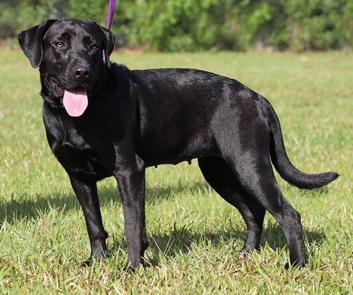 Jessie, an adoptable Labrador Retriever Mix in North Fort Myers, FL_image-2