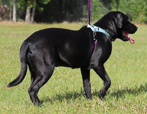 Jessie, an adoptable Labrador Retriever Mix in North Fort Myers, FL_image-5