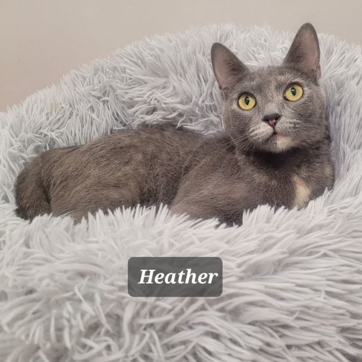 Heather, an adoptable Dilute Tortoiseshell in Charlotte, NC_image-5