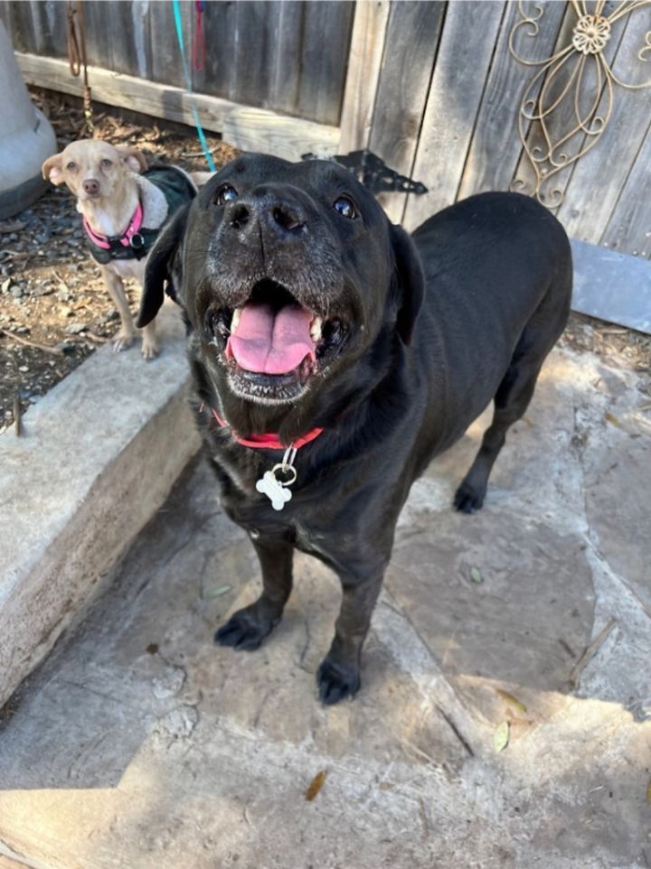 Angus, an adoptable Black Labrador Retriever Mix in Burnsville, MN_image-1