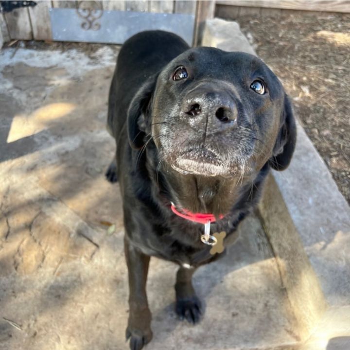 Angus, an adoptable Black Labrador Retriever Mix in Burnsville, MN_image-4