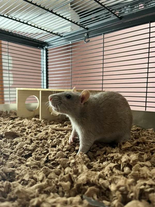 Sweet Pea & Brussel Sprout, an adoptable Rat in Auburn, ME_image-3